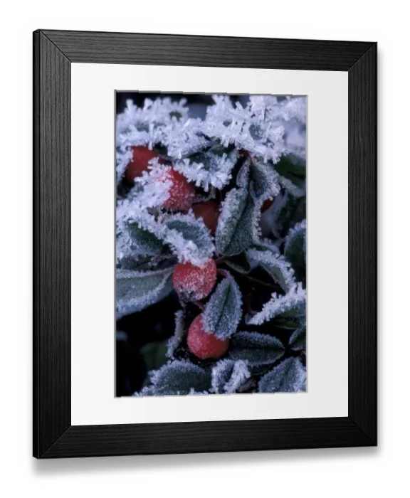 Framed Print : N. A. USA, Oregon Leaves and berries encased in ice