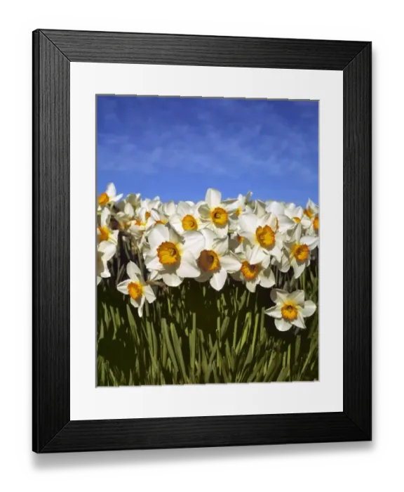 Framed Print : USA, Oregon, Willamette Valley. Daffodils grow along side tulips at the Wooden Shoe Framed Print : USA, Oregon, Willamette Valley. Daffodils grow along side tulips at the Wooden Shoe