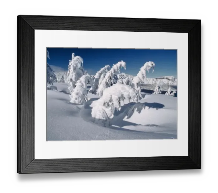 Framed Print : USA, Oregon, Crater Lake NP. Trees droop under a blanket of thick snow at Crater
