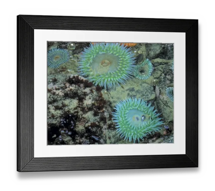 Framed Print : USA, Oregon, Nepture SP. Jewel-toned sea anemones cover the living rocks of Neptune State Park