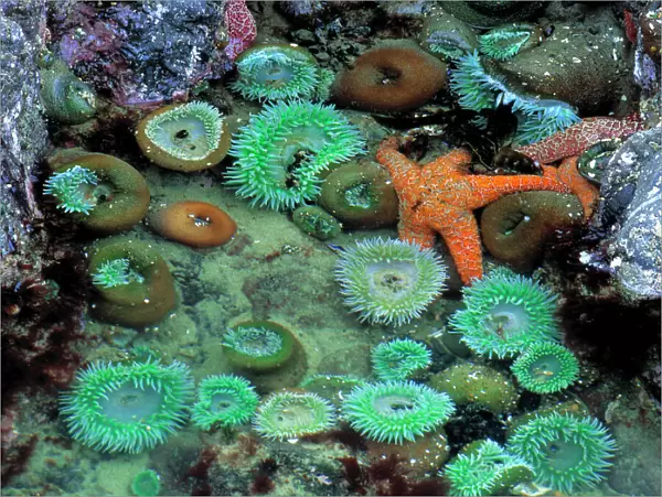 USA, Oregon, Nepture SP. An orange starfish is surrounded by green sea anemone in