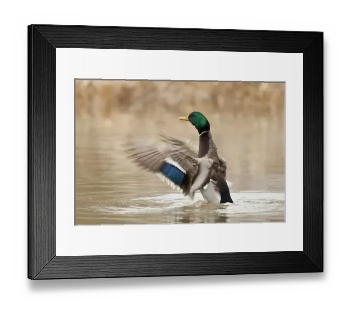 Framed Print : USA, North America, Oregon