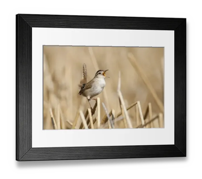 Framed Print : USA, North America, Oregon Framed Print : USA, North America, Oregon
