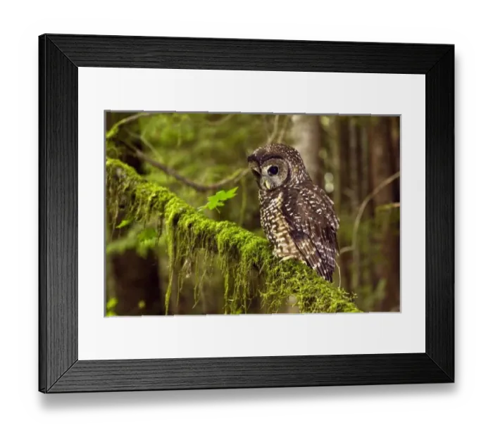Framed Print : Northern Spotted Framed Print : Northern Spotted