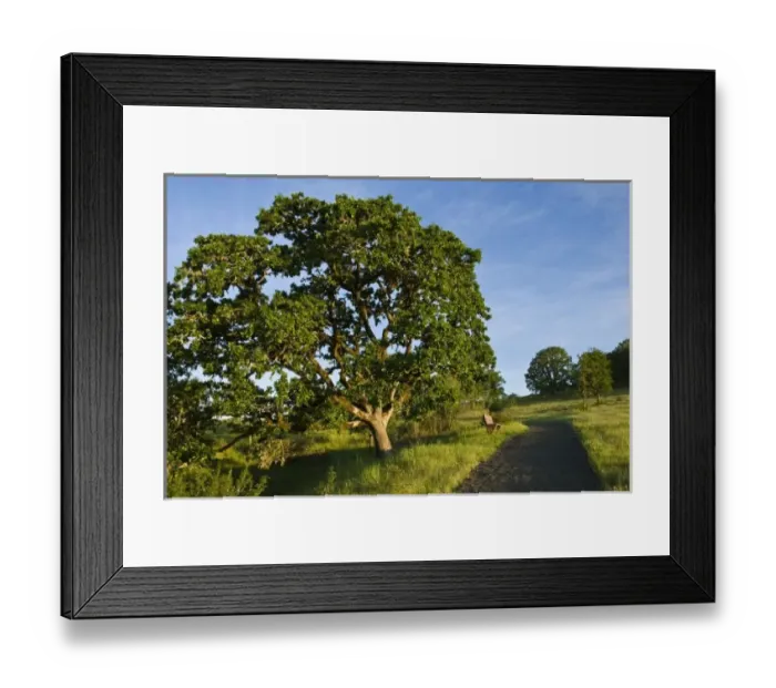 Framed Print : Rich Guadagno Memorial Trail on Basket Butte, Basket Slough National Wildlife Refuge Framed Print : Rich Guadagno Memorial Trail on Basket Butte, Basket Slough National Wildlife Refuge