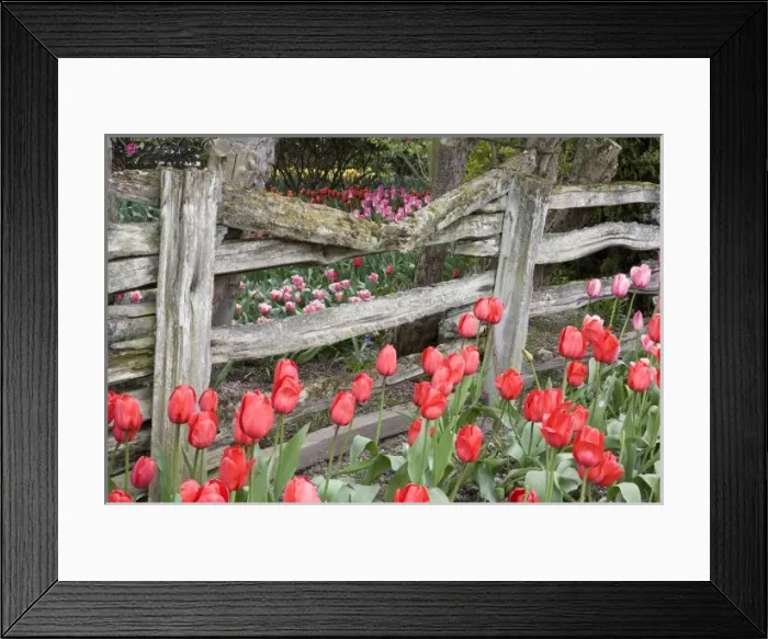 Framed Print : WA, Skagit Valley, Roozengaarde Tulip Garden, Tulips and wood fence Framed Print : WA, Skagit Valley, Roozengaarde Tulip Garden, Tulips and wood fence