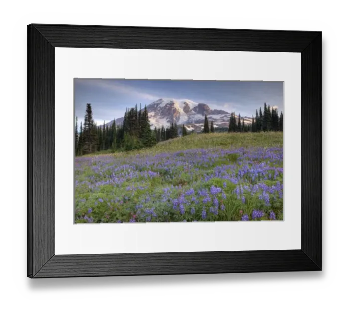 Framed Print : USA, Washington, Mt. Rainier NP, Mt. Rainier and wildflowers at Mazama Ridge