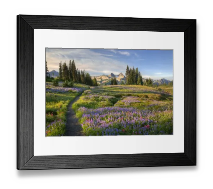 Framed Print : USA, Washington, Mt. Rainier NP, Tatoosh Range and wildflowers, view from Mazama Ridge Framed Print : USA, Washington, Mt. Rainier NP, Tatoosh Range and wildflowers, view from Mazama Ridge