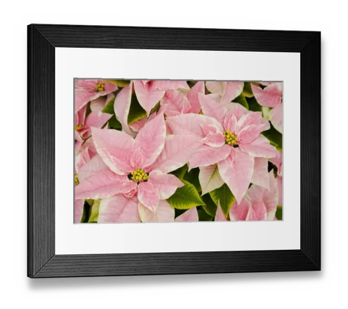 Framed Print : USA, Washington, Woodinville, Molbaks Nursery, Poinsettia Festival Framed Print : USA, Washington, Woodinville, Molbaks Nursery, Poinsettia Festival