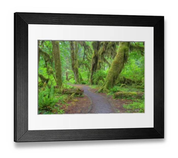 Framed Print : USA, Washington, Olympic National Park, Hoh Rain Forest, Hall of Mosses, moss covered trees Framed Print : USA, Washington, Olympic National Park, Hoh Rain Forest, Hall of Mosses, moss covered trees