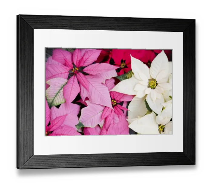 Framed Print : USA, Washington, Woodinville, Molbaks Nursery, Poinsettia Festival Framed Print : USA, Washington, Woodinville, Molbaks Nursery, Poinsettia Festival