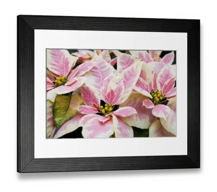 Framed Print : USA, Washington, Woodinville, Molbaks Nursery, Poinsettia Festival Framed Print : USA, Washington, Woodinville, Molbaks Nursery, Poinsettia Festival