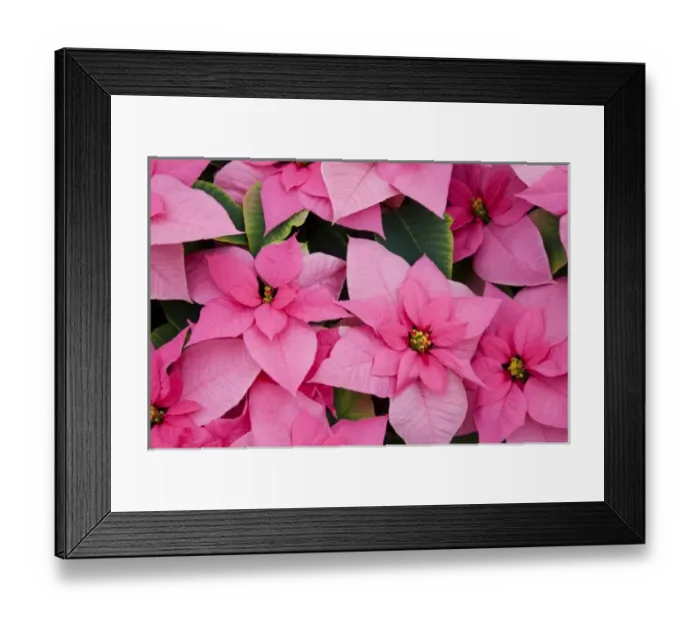 Framed Print : USA, Washington, Woodinville, Molbaks Nursery, Poinsettia Festival
