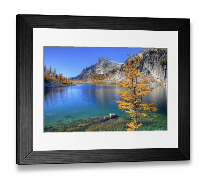 Framed Print : WA, Alpine Lakes Wilderness, Enchantment Lakes, Golden Larch tree, along Perfection Lake Framed Print : WA, Alpine Lakes Wilderness, Enchantment Lakes, Golden Larch tree, along Perfection Lake