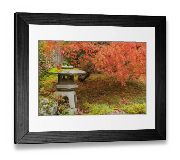 Framed Print : WA, Seattle, Washington Park Arboretum, Japanese Garden, with autumn color Framed Print : WA, Seattle, Washington Park Arboretum, Japanese Garden, with autumn color