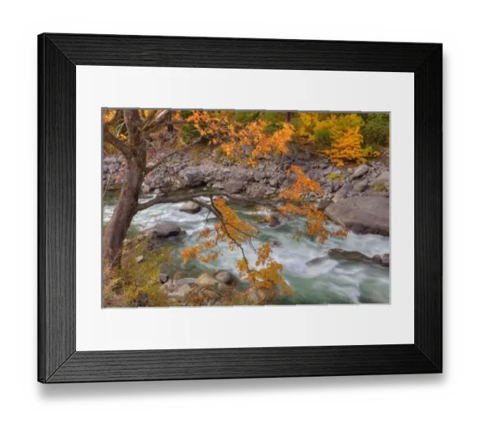 Framed Print : WA, Wenatchee National Forest, Maple tree and Wenatchee River, in Tumwater Canyon Framed Print : WA, Wenatchee National Forest, Maple tree and Wenatchee River, in Tumwater Canyon