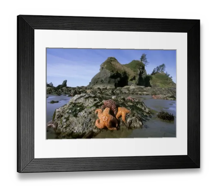 Framed Print : Ochre Seastars (Pisaster ochraceous) Shi-Shi Beach, Point of Arches, Olympic Peninsula Framed Print : Ochre Seastars (Pisaster ochraceous) Shi-Shi Beach, Point of Arches, Olympic Peninsula