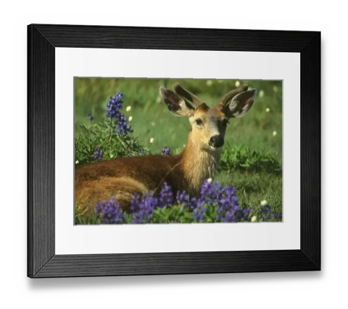 Framed Print : Black-tailed Deer, (Odocoileus hemionus), in lupine meadow, Hurricane Ridge, Olympic National Park Framed Print : Black-tailed Deer, (Odocoileus hemionus), in lupine meadow, Hurricane Ridge, Olympic National Park