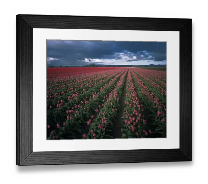 Framed Print : Bright pink and red tulips glow under dark clouds in the Skagit Valley of Washington