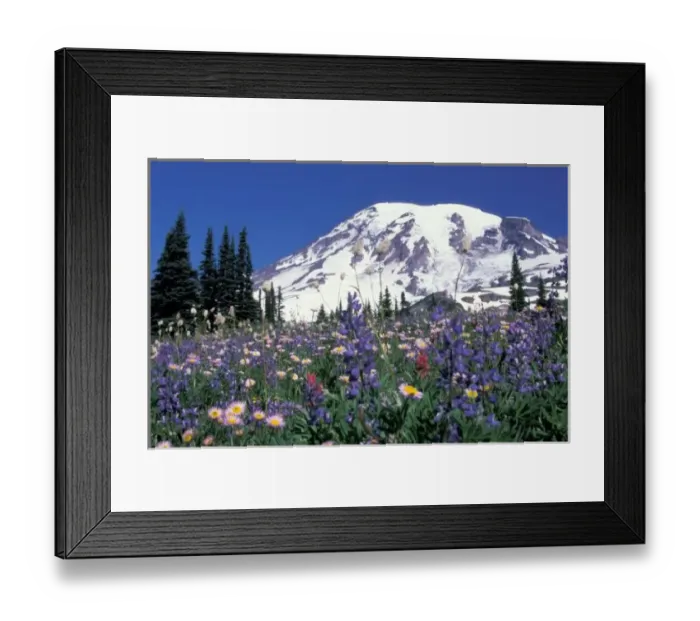 Framed Print : N. A. USA, Washington Mt. Rainier and wildflowers Framed Print : N. A. USA, Washington Mt. Rainier and wildflowers