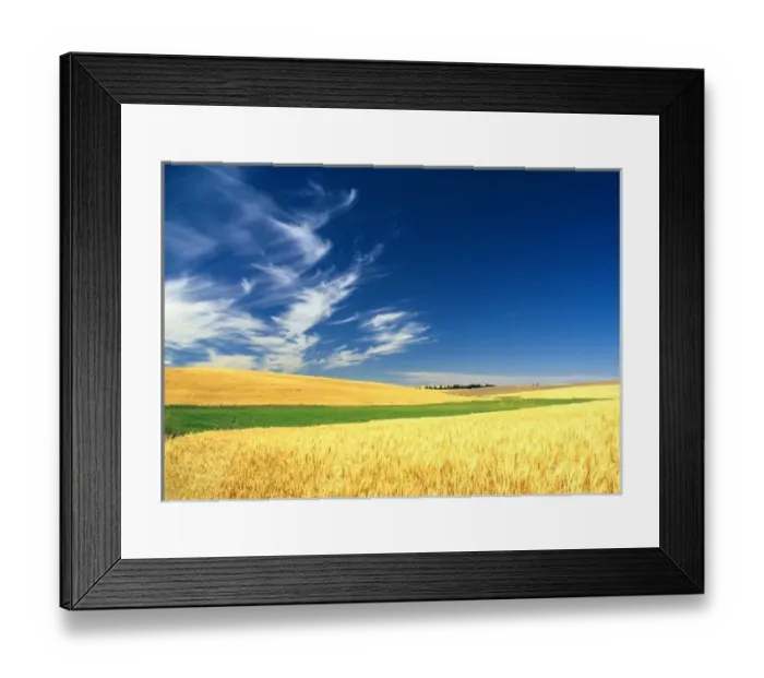 Framed Print : Wheat harvest on the Palouse in Eastern Washington Framed Print : Wheat harvest on the Palouse in Eastern Washington