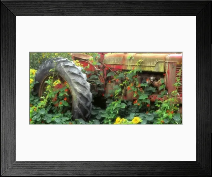 Framed Print : Spring flowers adorn an old tractor