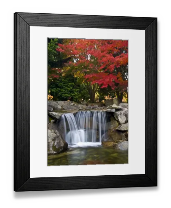 Framed Print : USA, Redmond, Washington. Fall color in a park Framed Print : USA, Redmond, Washington. Fall color in a park