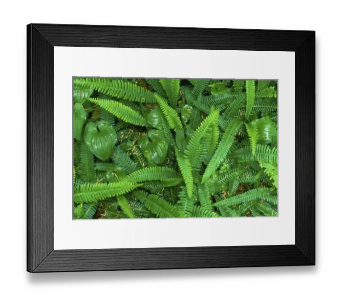 Framed Print : Forest Floor, Quinault Rain Forest, Olympic NP, WA, USA Framed Print : Forest Floor, Quinault Rain Forest, Olympic NP, WA, USA