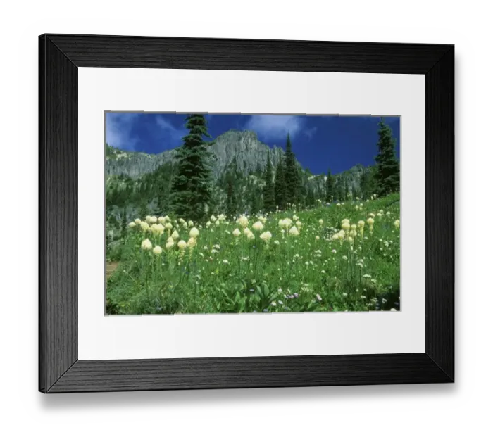 Framed Print : Beargrass at Eunice Lake, Mt. Rainier NP, WA, USA Framed Print : Beargrass at Eunice Lake, Mt. Rainier NP, WA, USA
