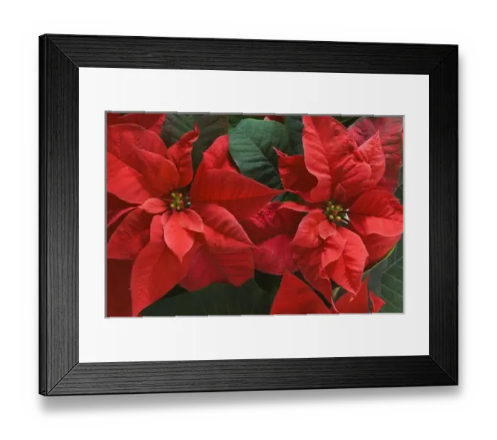 Framed Print : USA, WA, Red Poinsettia Detail (Euphorbia pulcherrima) Framed Print : USA, WA, Red Poinsettia Detail (Euphorbia pulcherrima)