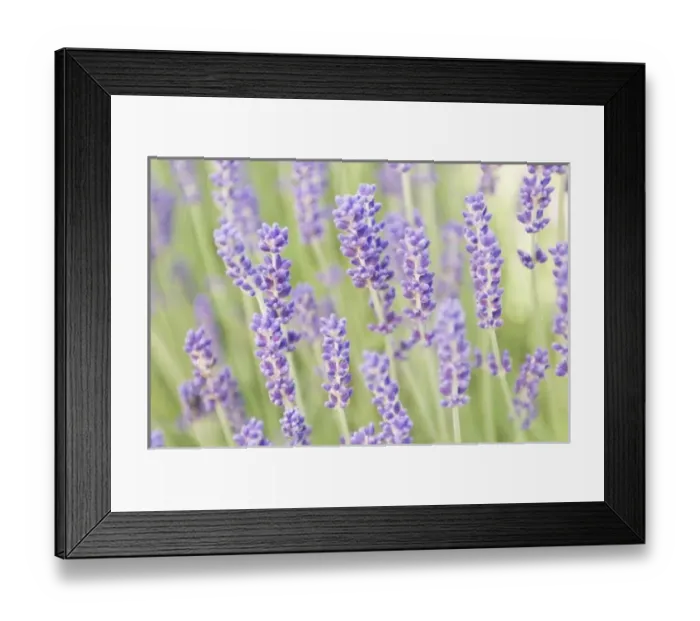 Framed Print : USA, North America, Washington Framed Print : USA, North America, Washington