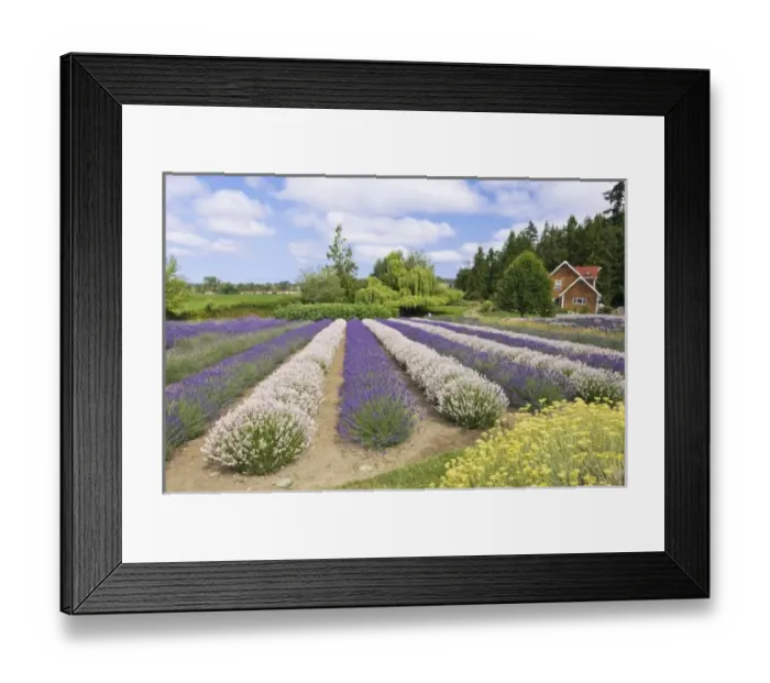Framed Print : USA, WA, Sequim, Purple Haze Lavender Farm Framed Print : USA, WA, Sequim, Purple Haze Lavender Farm