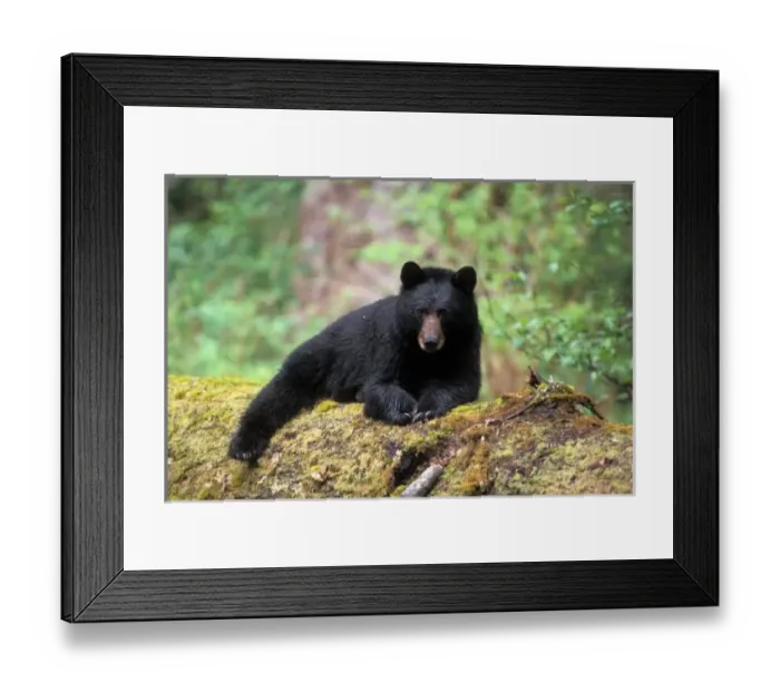 Framed Print : Black bear on an Framed Print : Black bear on an