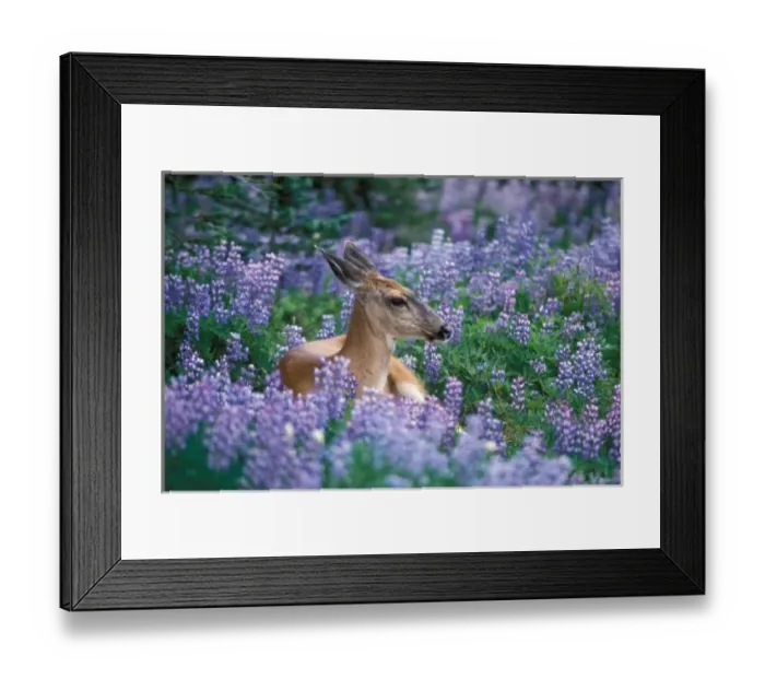 Framed Print : Black-tailed deer, doe resting in siky lupine, Lupinus sericeus, Olympic NP, Olympic Peninsula