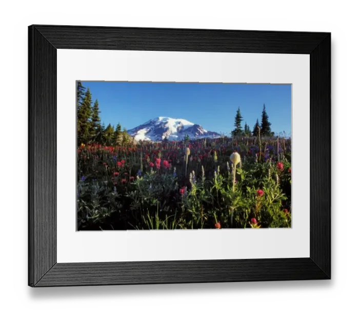 Framed Print : summer wildflowers at the base of Mount Rainier, Washington Framed Print : summer wildflowers at the base of Mount Rainier, Washington