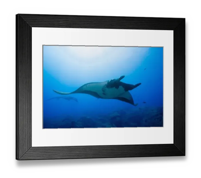 Framed Print : Mexico, Baja California, Biosphere Reserve, Revillagigedo Islands, San Benedicto Island Framed Print : Mexico, Baja California, Biosphere Reserve, Revillagigedo Islands, San Benedicto Island