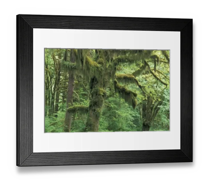 Framed Print : U. S. A. Washington, Olympic National Park. Moss-covered trees in temperate rainforest Framed Print : U. S. A. Washington, Olympic National Park. Moss-covered trees in temperate rainforest
