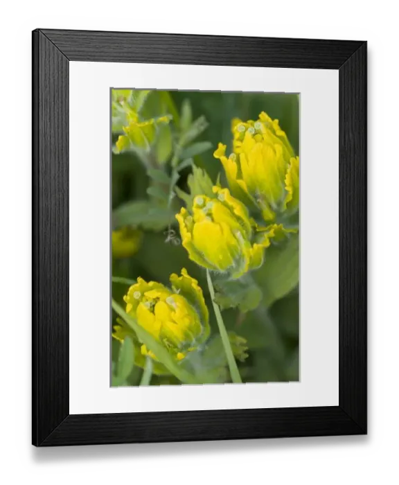 Framed Print : Indian Golden Paintbrush (Castilleja levisecta) Once prevalent in the northwest