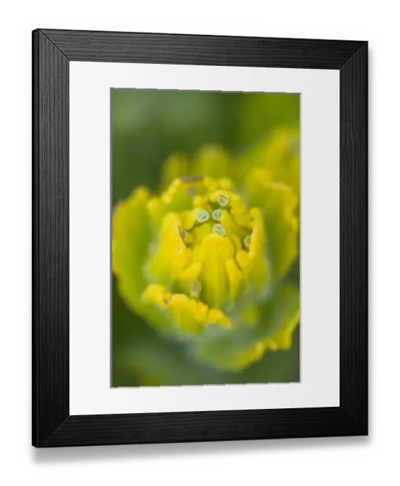 Framed Print : Indian Golden Paintbrush (Castilleja levisecta) Once prevalent in the northwest