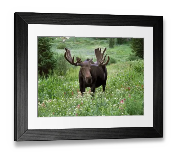 Framed Print : Bull moose (Alces alces) in wildflowers, Little Cottonwood Canyon, Wasatch-Cache National Forest Framed Print : Bull moose (Alces alces) in wildflowers, Little Cottonwood Canyon, Wasatch-Cache National Forest