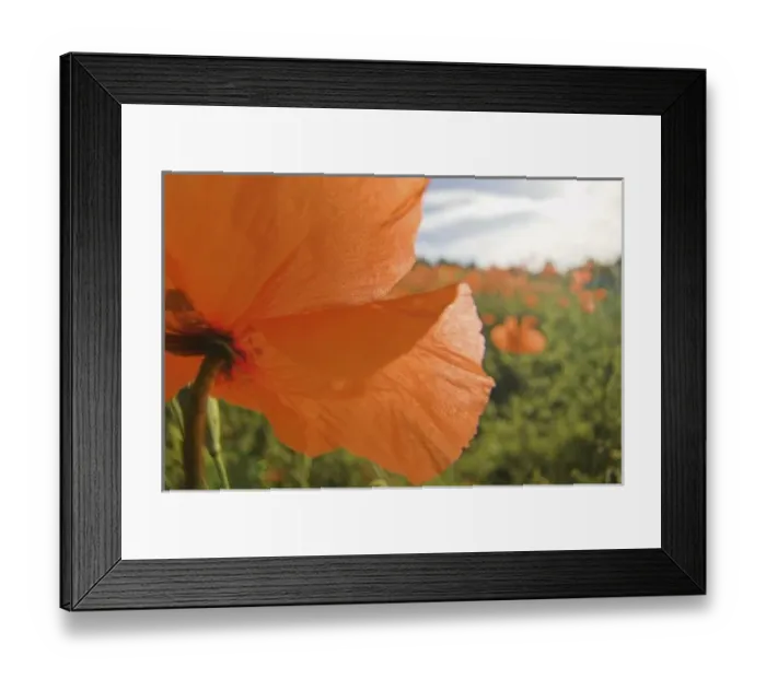 Framed Print : NA, USA, Washington State, Colfax, Fire Poppies Growing in the Palouse Region of