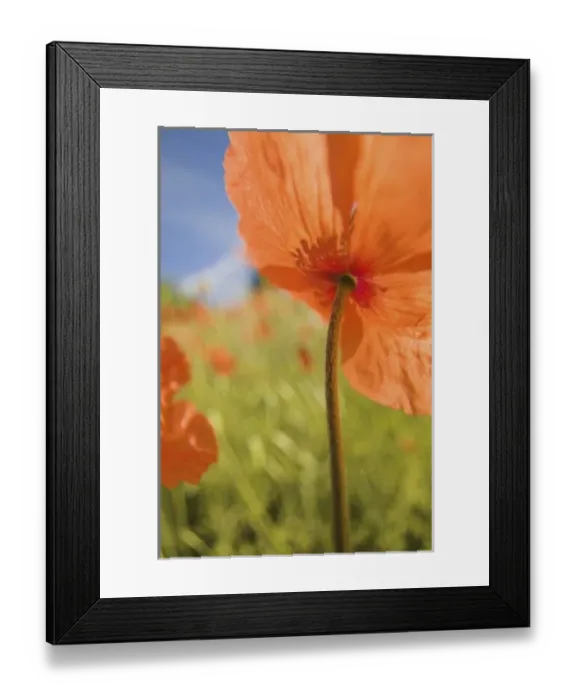 Framed Print : NA, USA, Washington Framed Print : NA, USA, Washington