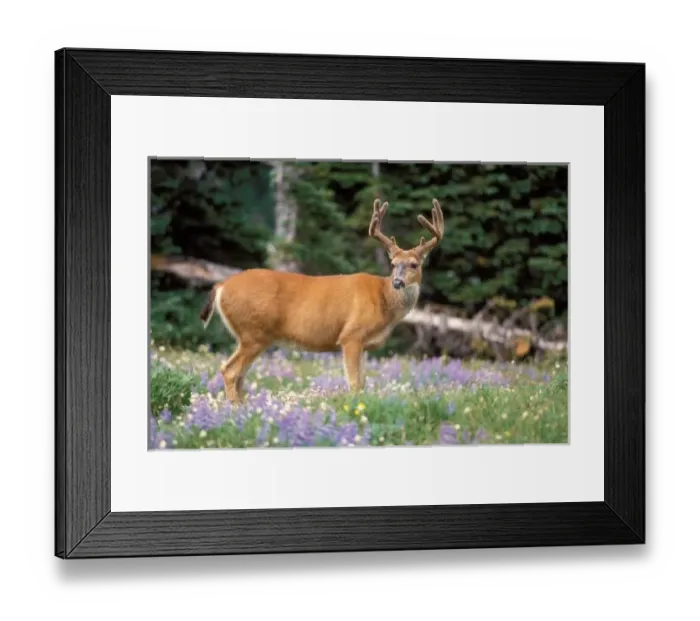 Framed Print : Black-tailed deer