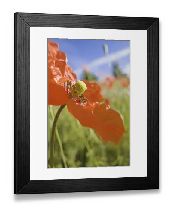 Framed Print : NA, USA, Washington State, Colfax, Fire Poppies Growing in the Palouse Region of