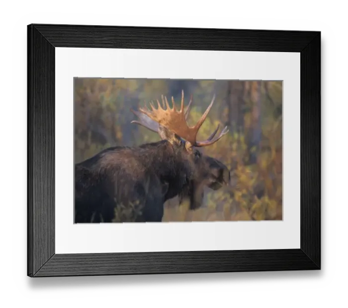 Framed Print : moose, Alces alces, bull in Grand Teton National Park, Wyoming