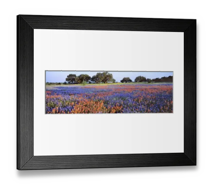 Framed Print : USA, Texas, Llano. Bluebonnets and redbonnets color the hill country near Llano, Texas Framed Print : USA, Texas, Llano. Bluebonnets and redbonnets color the hill country near Llano, Texas