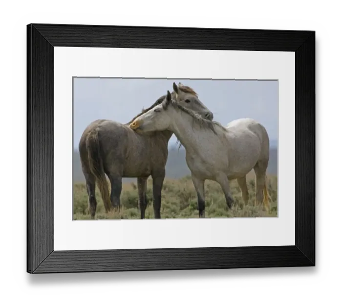 Framed Print : USA, North America, Wyoming Framed Print : USA, North America, Wyoming