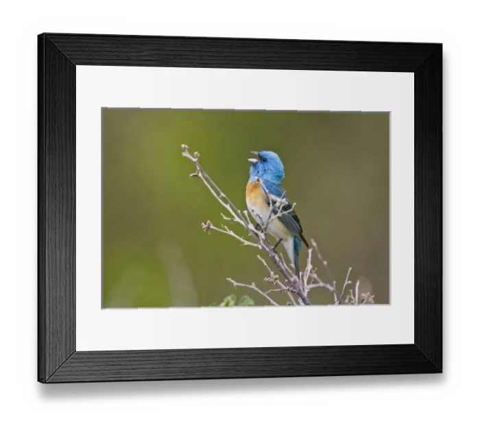Framed Print : USA, Wyoming, Bighorn National Recreation Area, Lazuli Bunting (Passerina amoena)