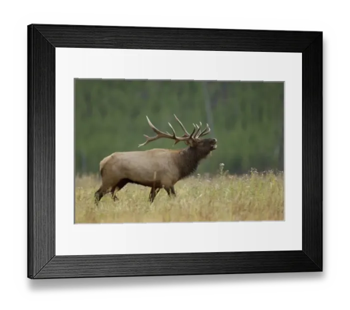 Framed Print : Bull Elk bugling Framed Print : Bull Elk bugling