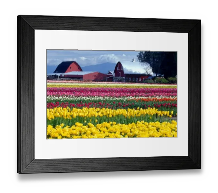 Framed Print : Tulip display field